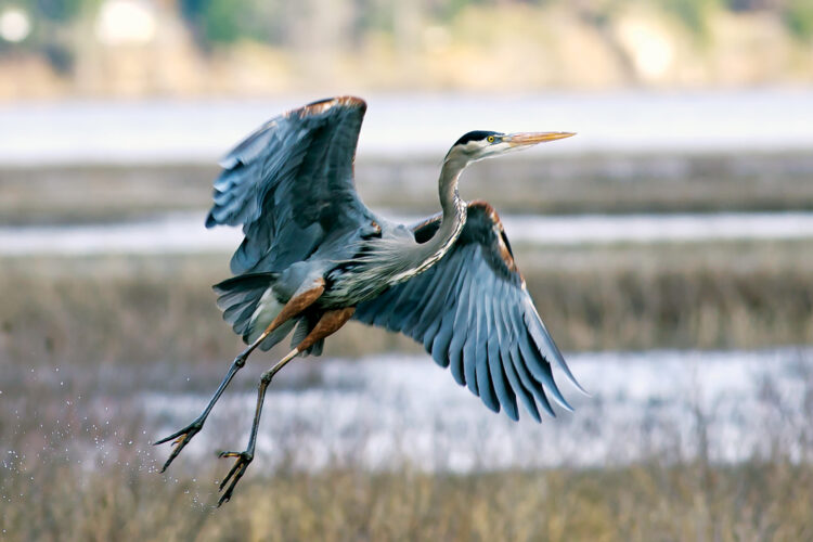 Great Blue Heron Fun Facts